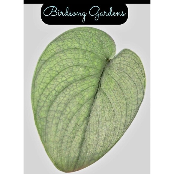 RARE Scindapsus Pictus Silver Hero Platinum Plant Cutting In Prop Cup - Picture 3 of 3